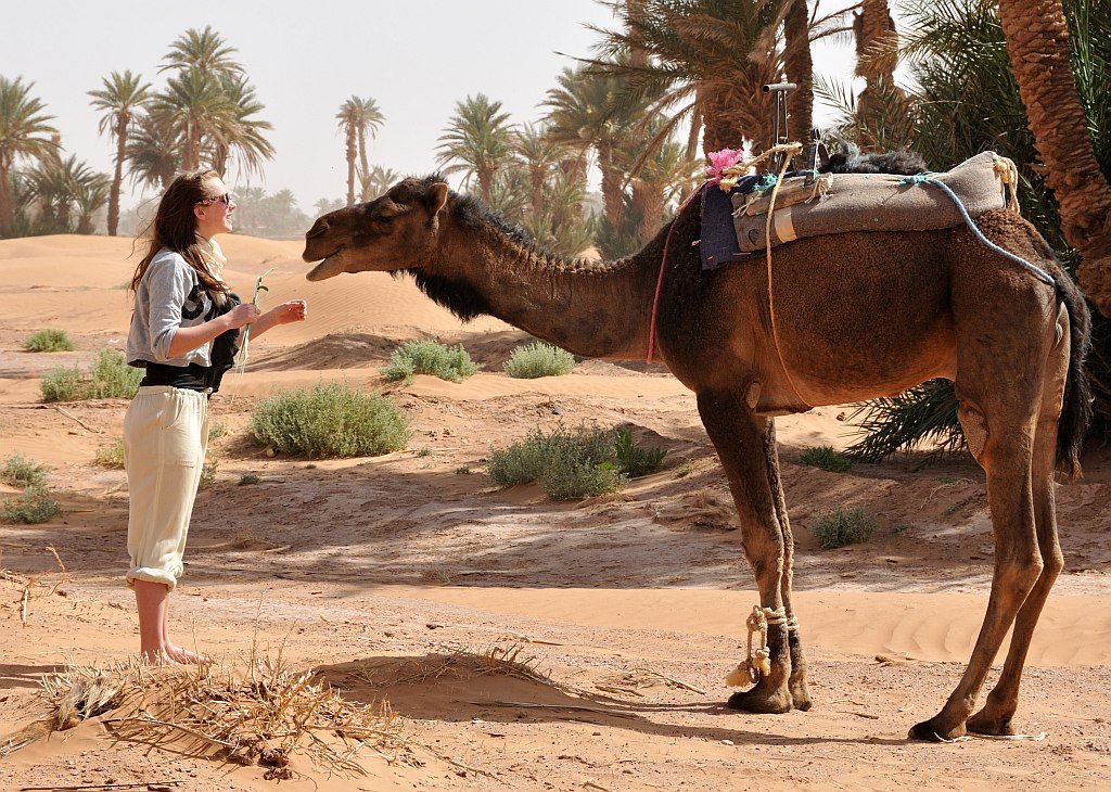 Luna med en dromedaren p&aring; kanten af Sahara