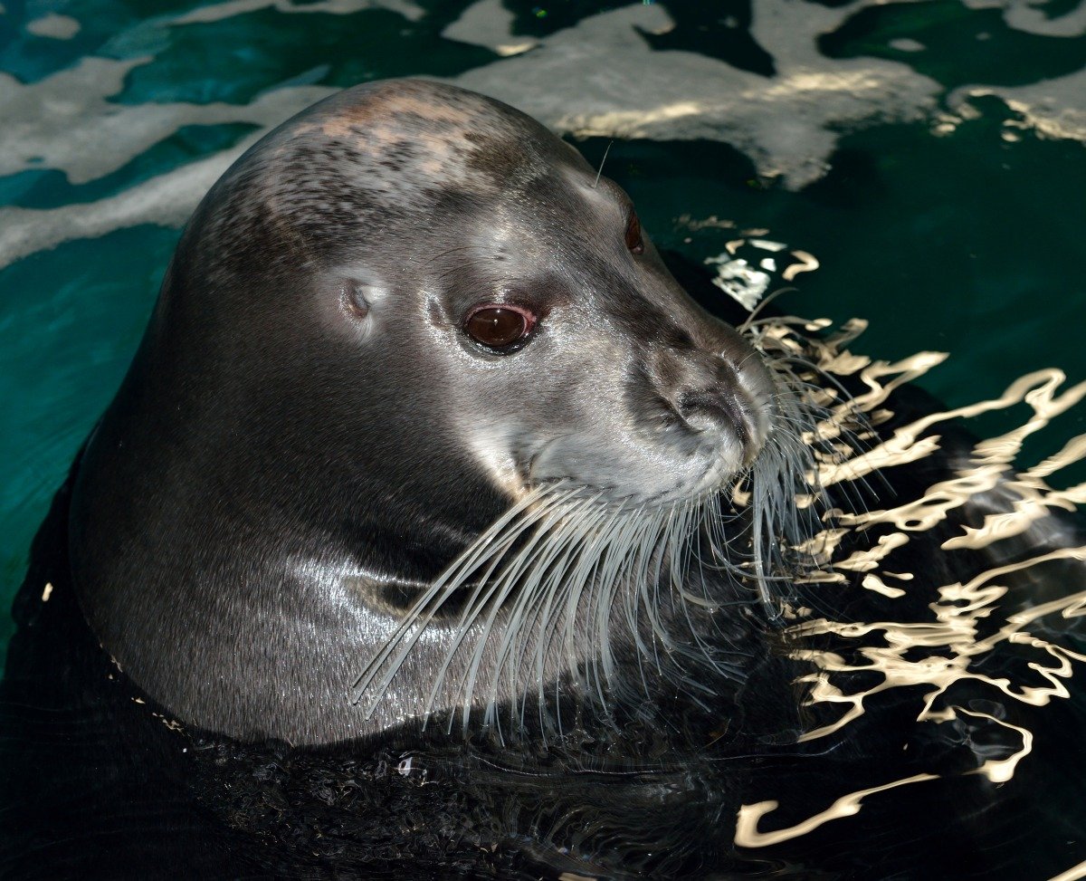 Sæl fra Polaria i Tromsø