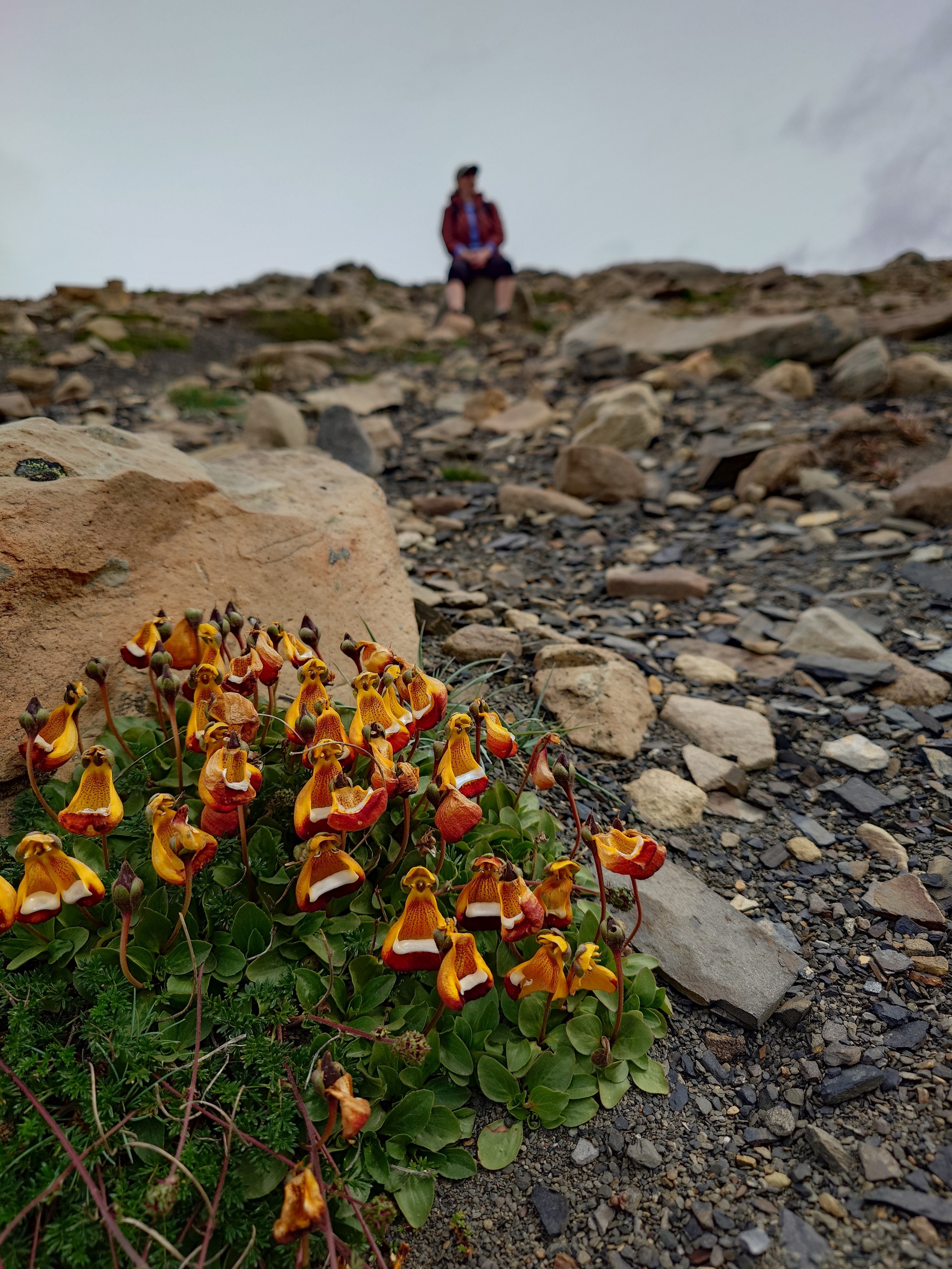 Blomster i stenmarken p&aring; Loma del Pliegue