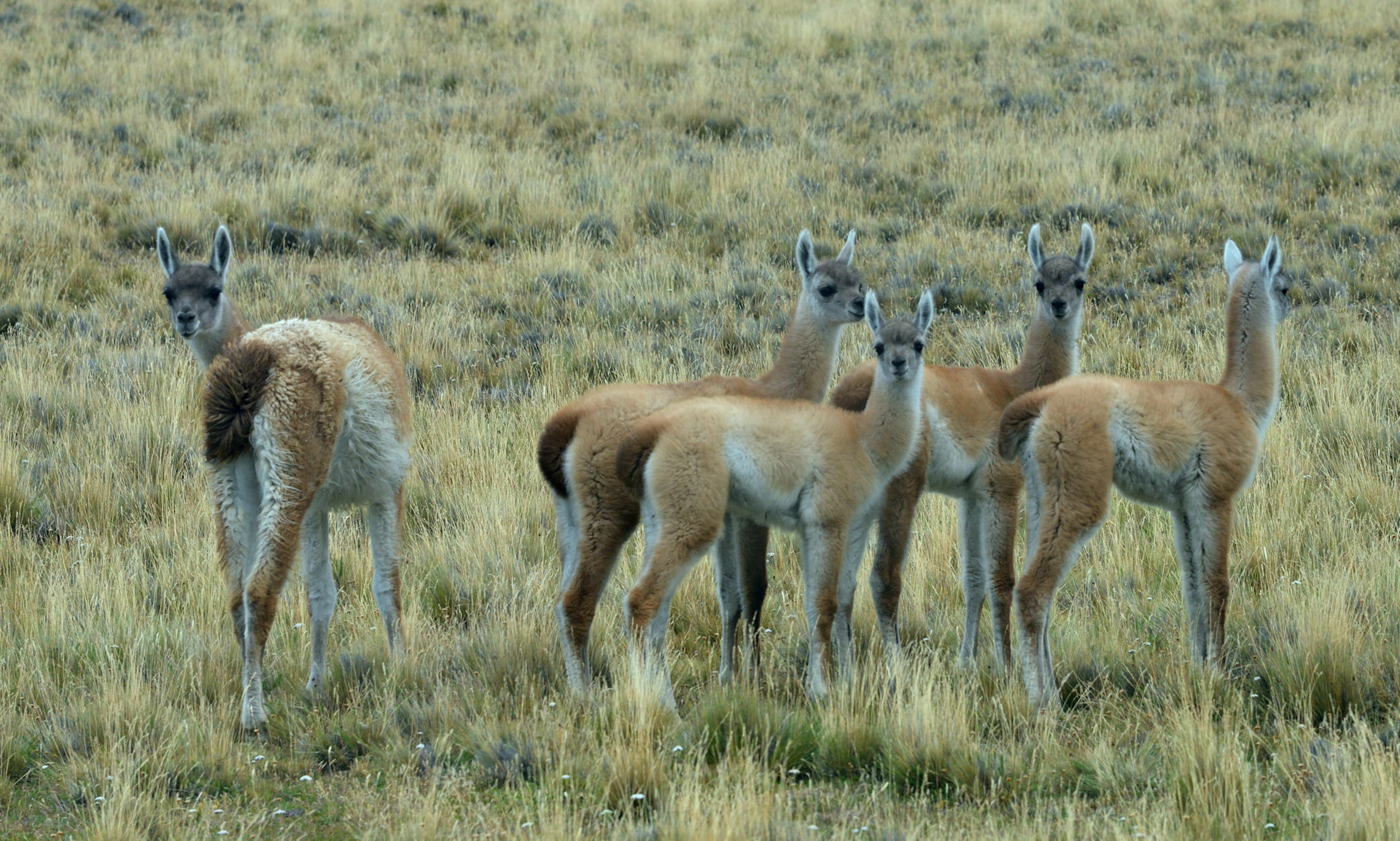 Patagonia &mdash; afsluttende panoramabillede
