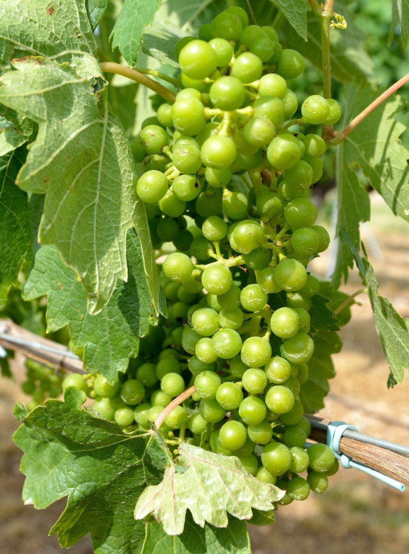 Tempranillo-druen midt på sommeren inden den begynder at få farve