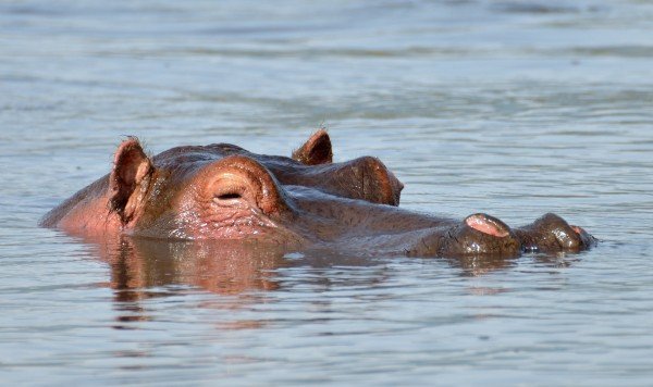 Flodheste i hippo pool