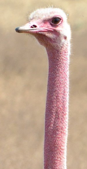 Fugl — tankefuld ved frokostbordet