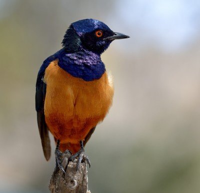 Isfugl — orange og blå