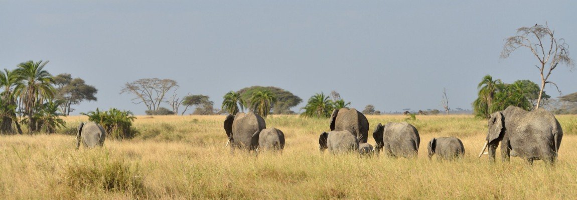 Elefantfamilie i Serengeti National Park