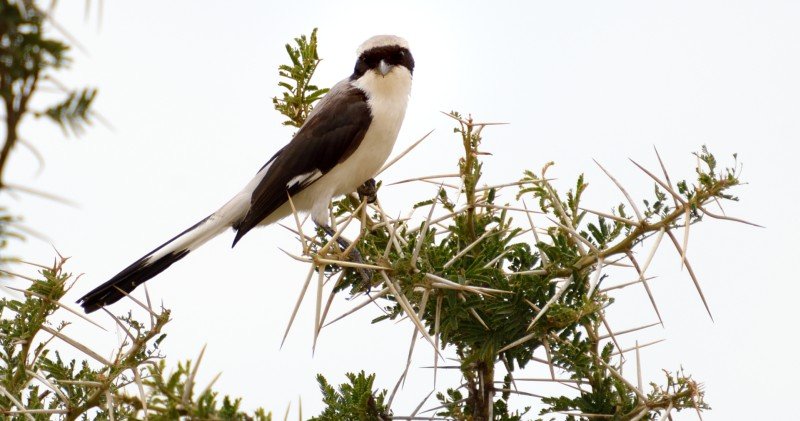 Giraf spiser akacier