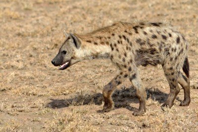 Hyæner tæt på teltene