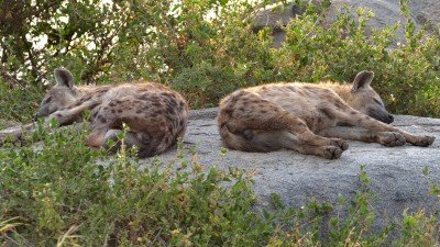 Hyæne besøger lejren om natten