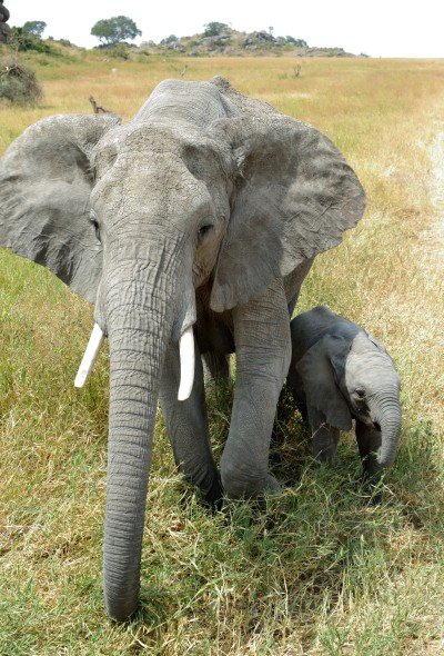 Elefantmor og unge — meget tæt på bilen