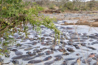 Hippo pool — flodheste stablet oven på hinanden