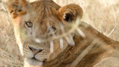 Løve — jagt i gang