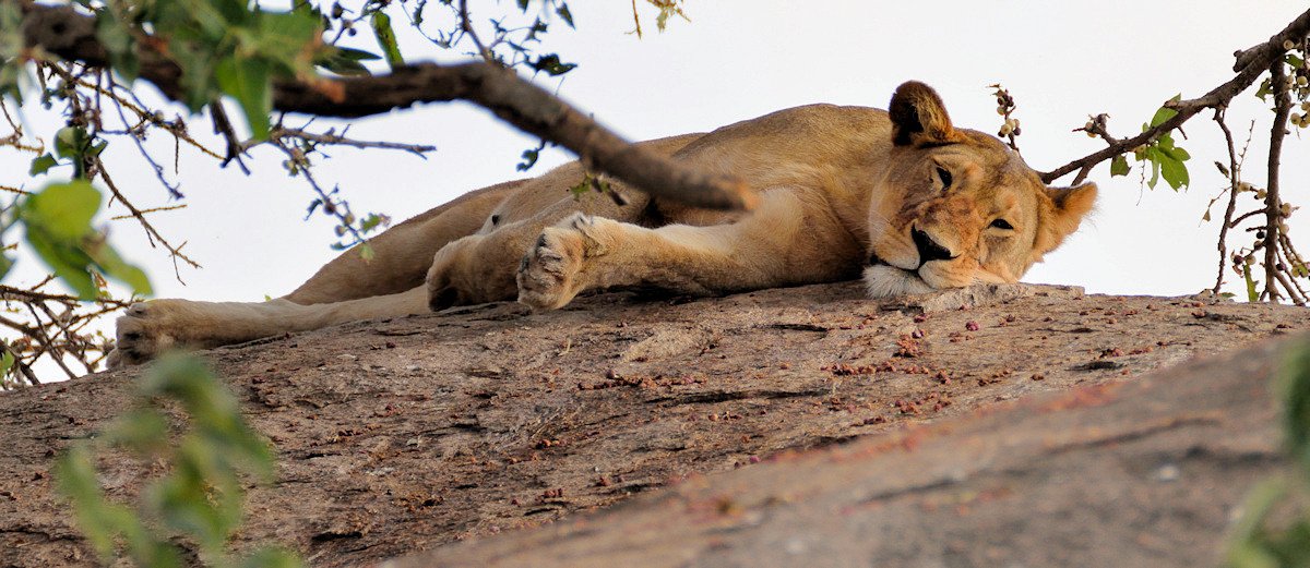 Løve i Serengeti — set på 5 meters afstand