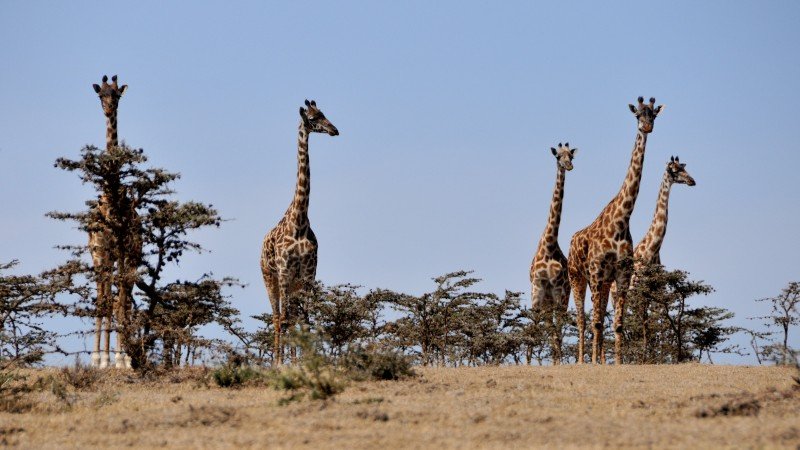 Giraffer — taget af Luna med D300