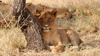 Ung løve ligger i skyggen og holder øje med os