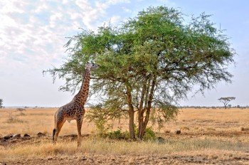 Tornede akacietræer — kun elefanter og giraffer spiser dem