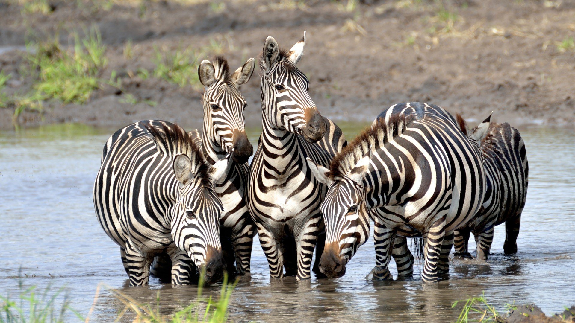 Zebraer på Serengeti-sletten