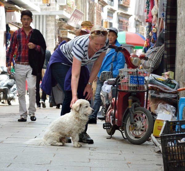 Tibetansk tæppetisser med hund