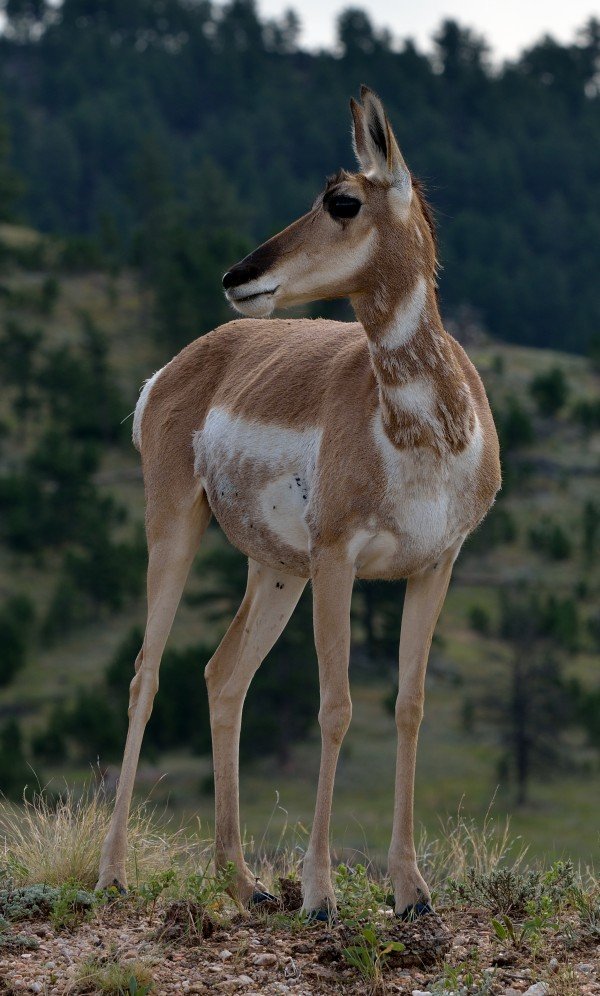 Geysere og varme kilder i Yellowstone