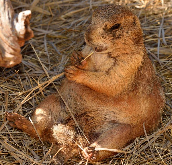 Præriehunde-koloni ved Devils Tower