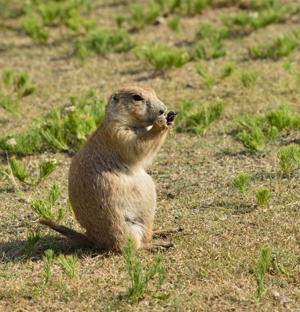 Præriehunde ved Devils Tower
