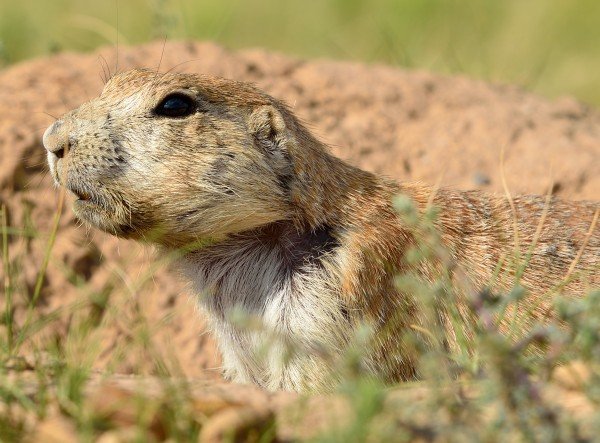 Præriehund — man kan komme dem meget tæt på