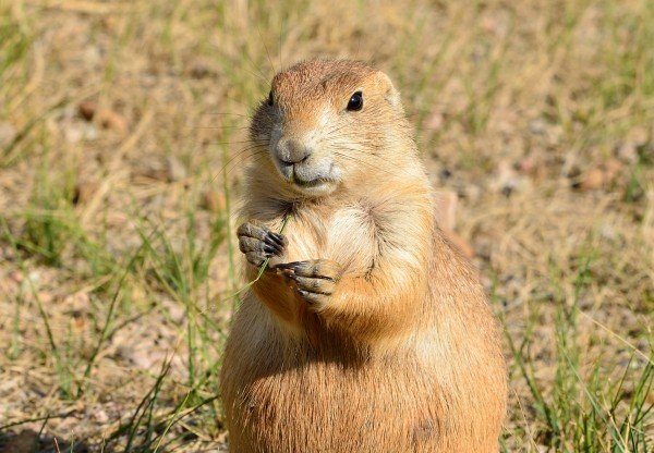Præriehund ved indgangen til sit hul