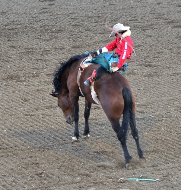 Rodeo i Cody — et par timers god underholdning