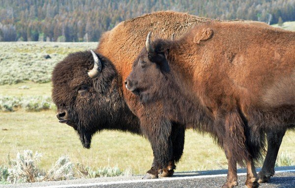 Bisonflok på sletten i Yellowstone NP