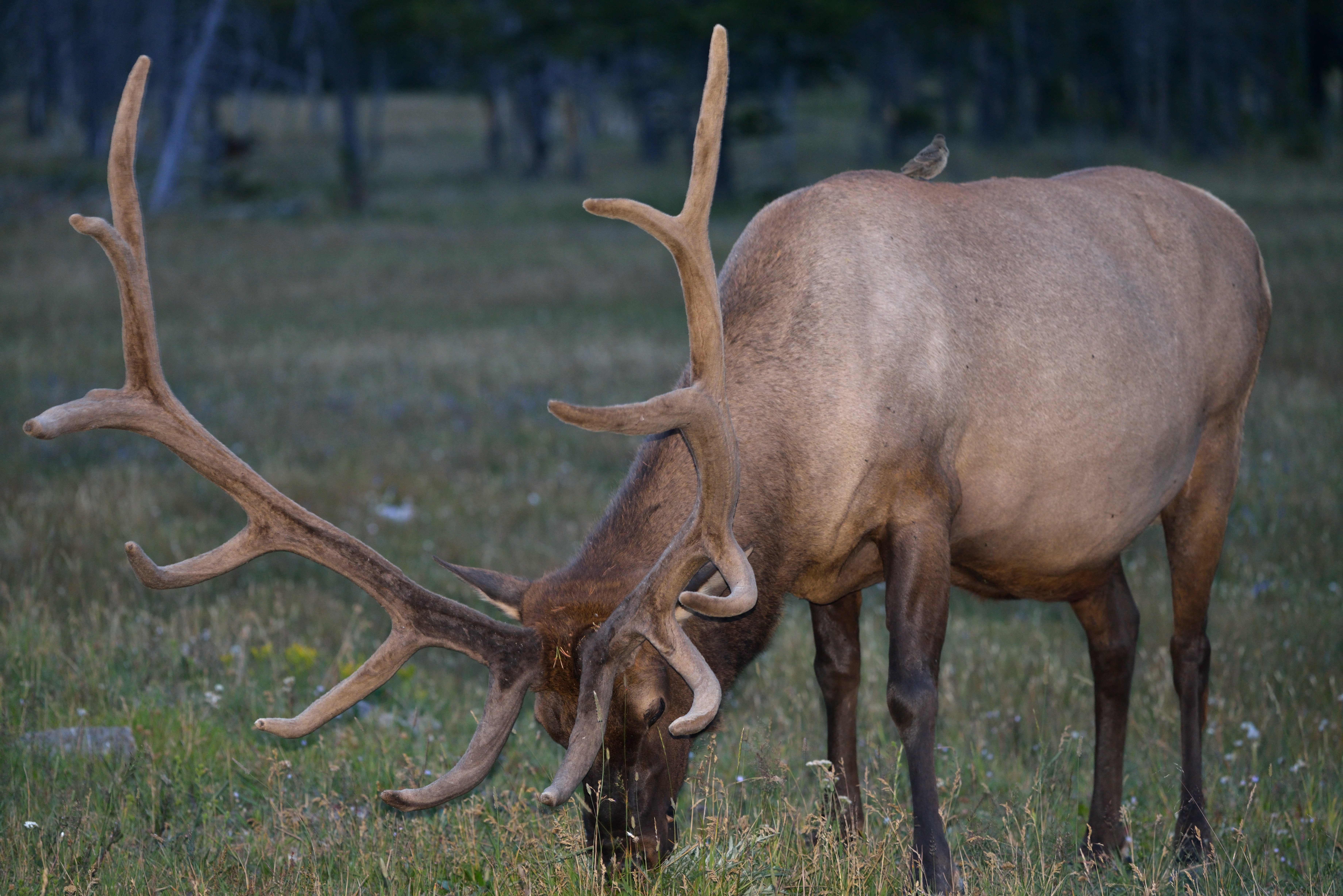 Elk (Wapiti-hjort) græsser efter solnedgang