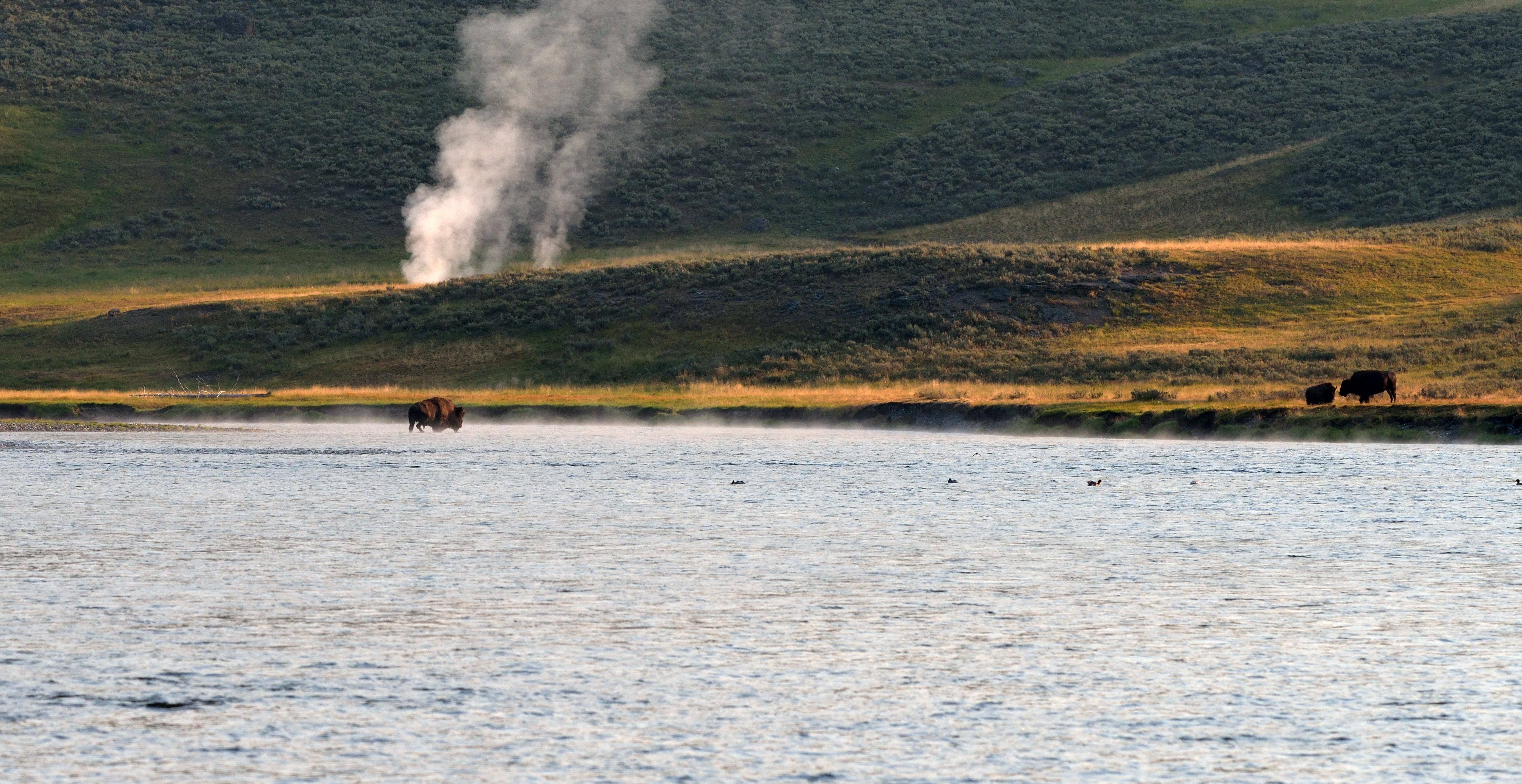 Bisonokser på vej over Yellowstone River en tidlig morgen