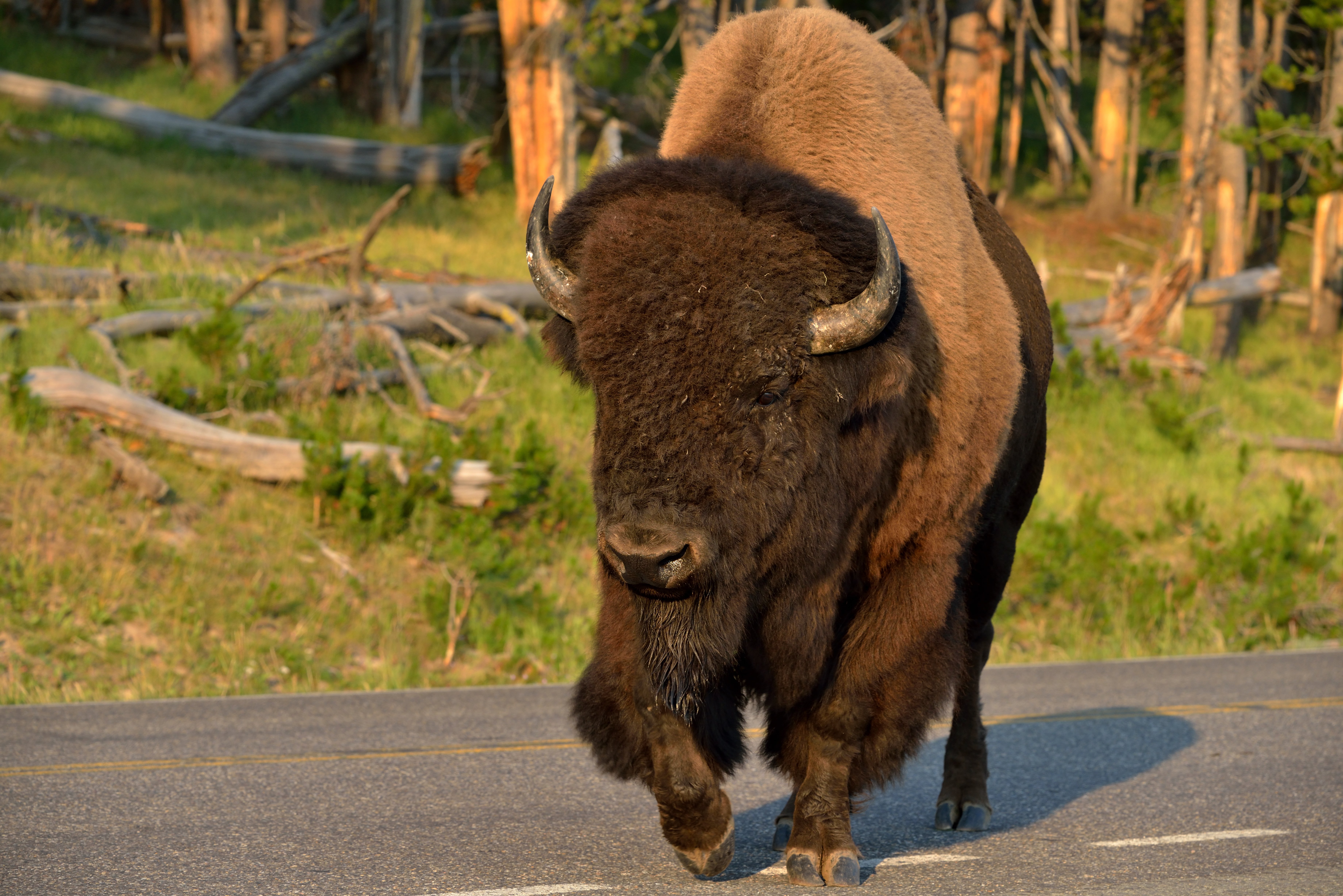 Bisonokse i Yellowstone NP