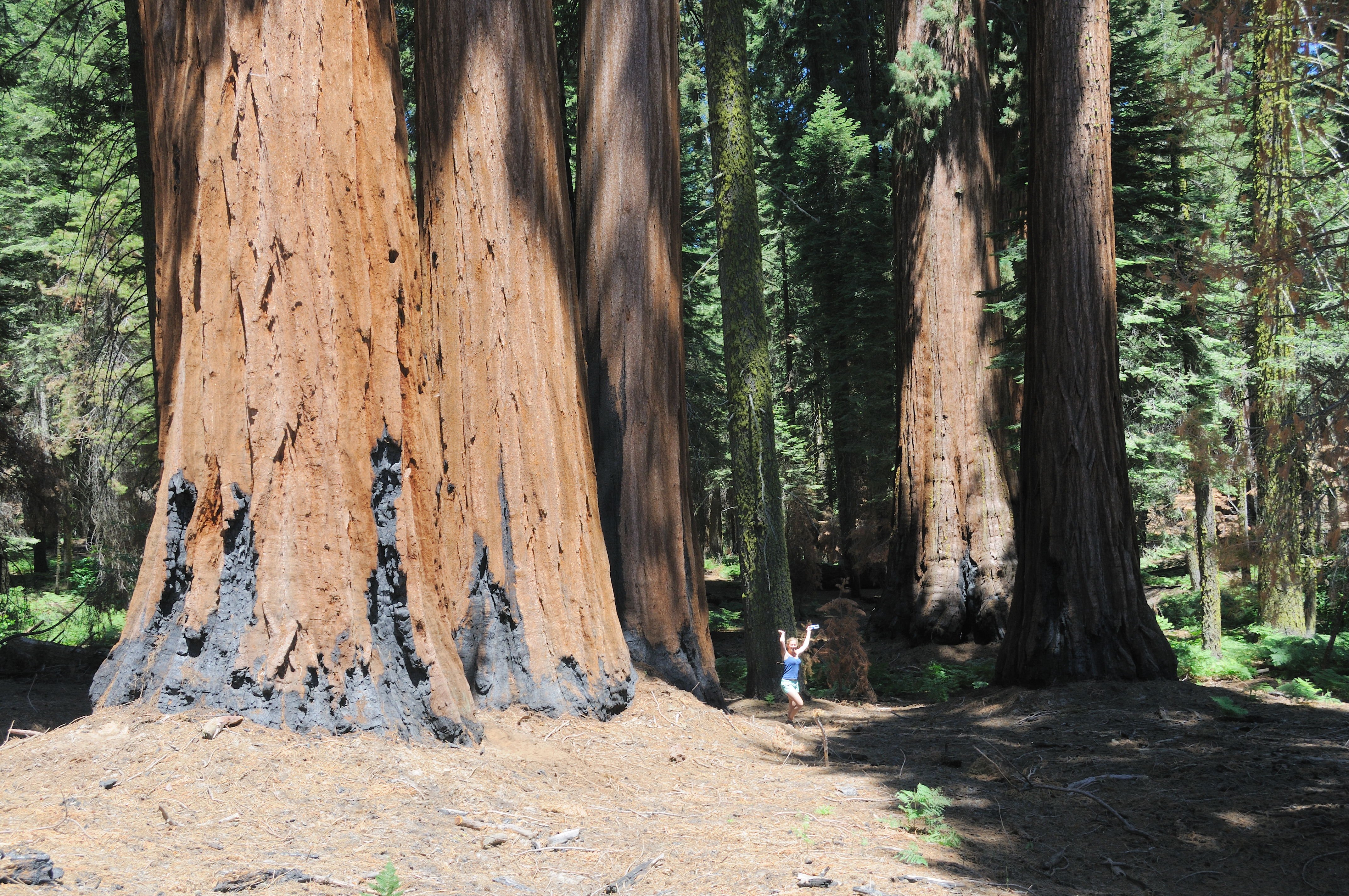 Freja mellem Redwoods i Kings Canyon