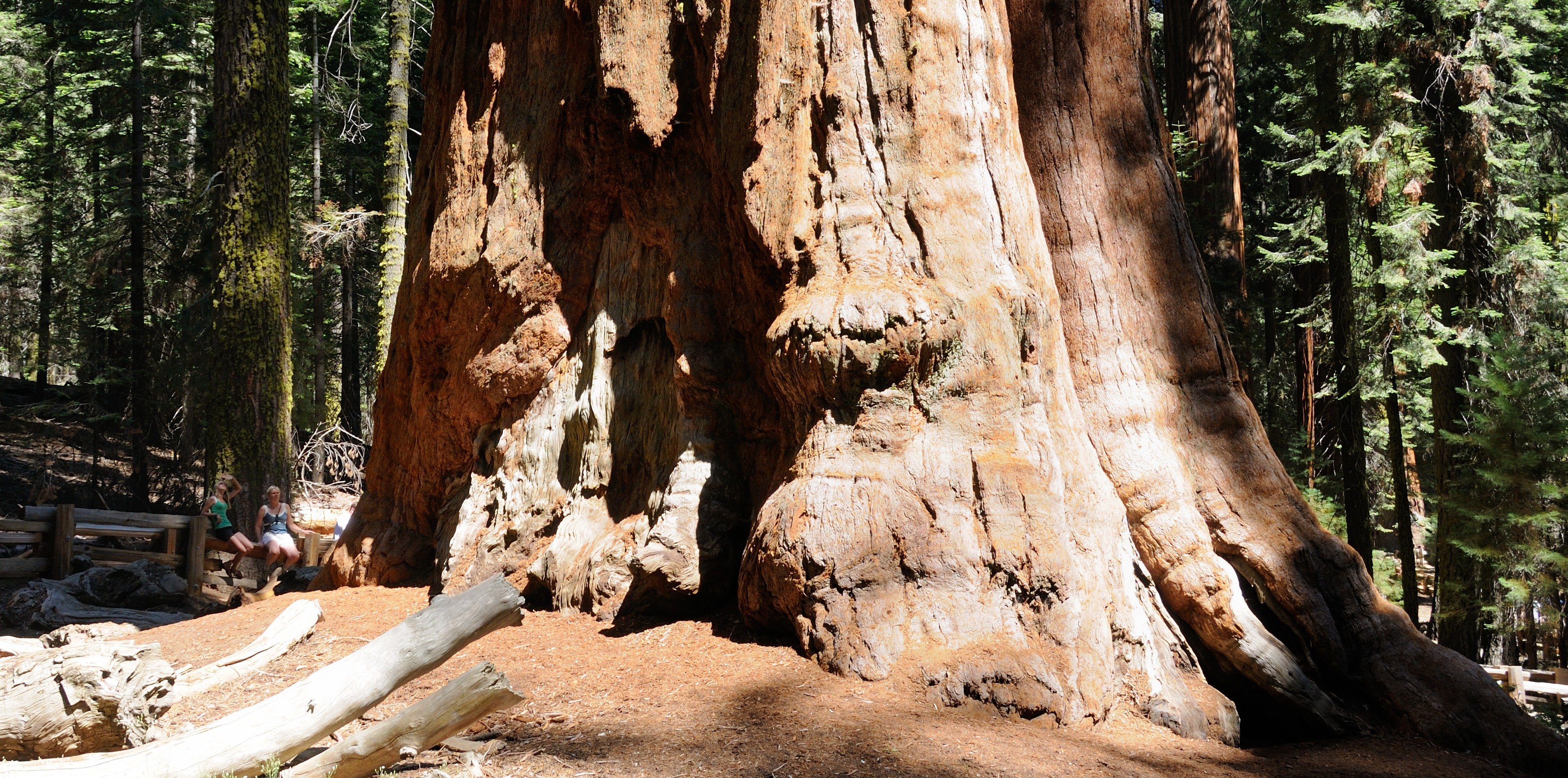 Karin og Luna ved et kæmpe Redwood-træ i Kings Canyon