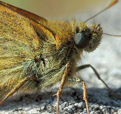 Bredpande sommerfugl